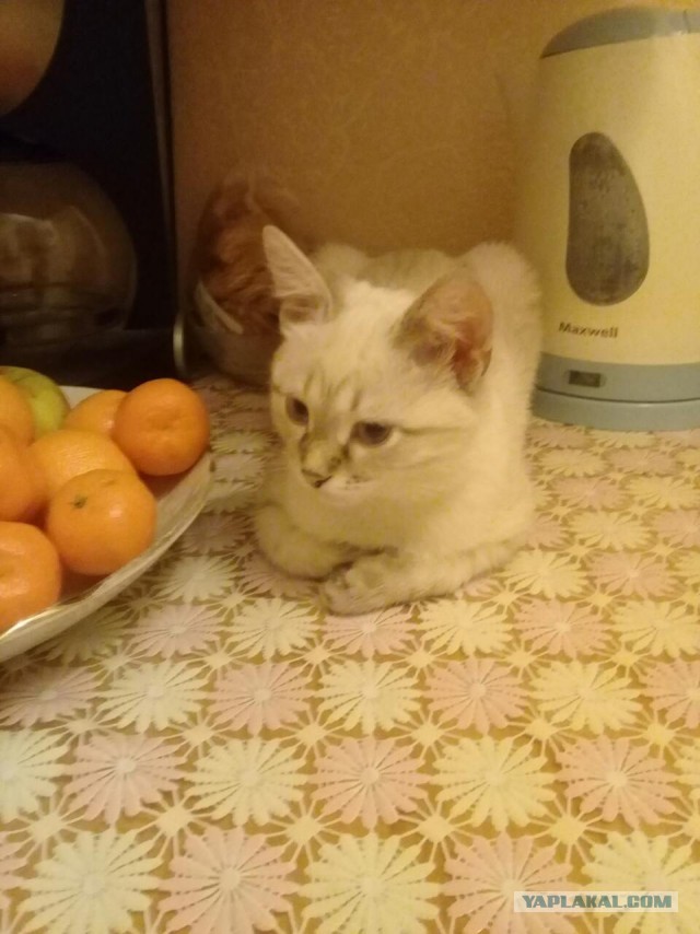 Котовторник  19.12.2017