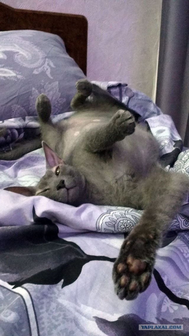 Котовторник 02.01.2018