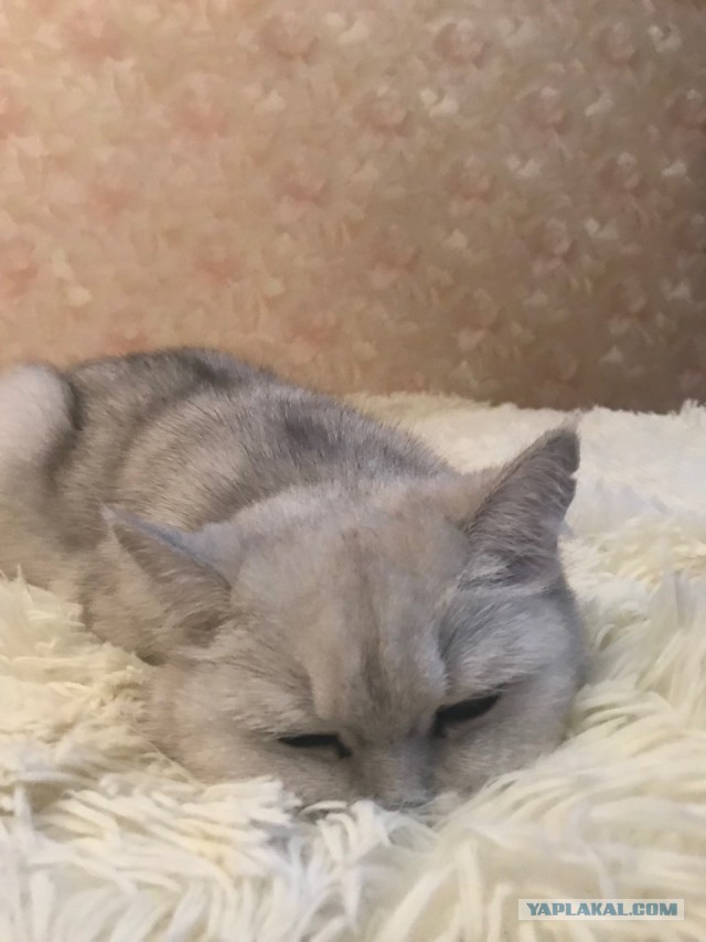 Котовторник  06.03.2018