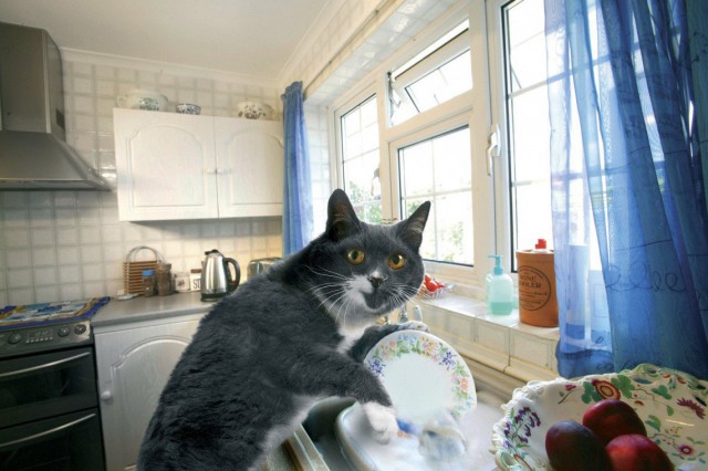 Прикольных котов пост