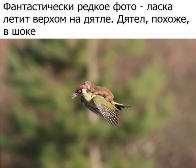 Подборка картинок. Забавных, прикольных - разных!