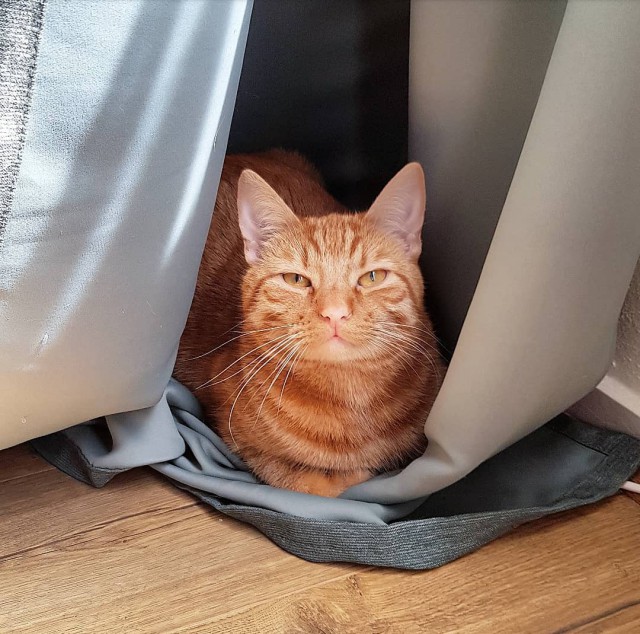 Котовторник 29.5.18