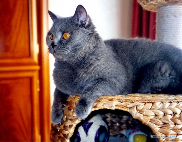 УРРААА ! Котовторник на ЯПлакалъ !