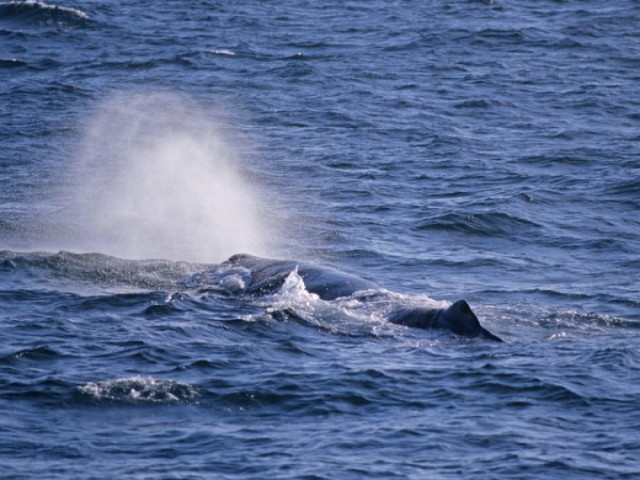 В бухту заплывает кит