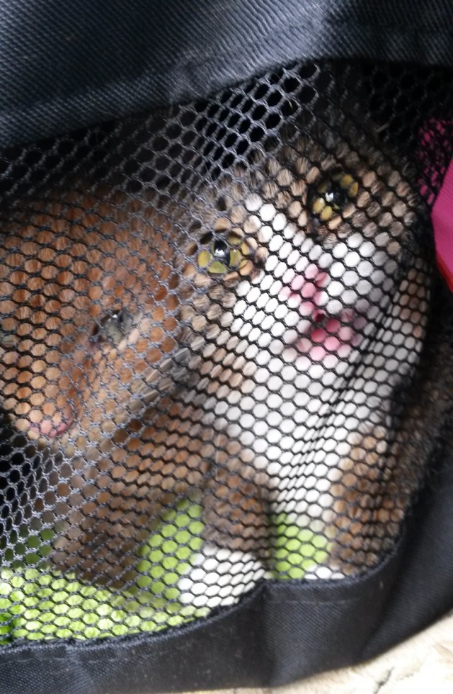 Котовторник 11.09.18.