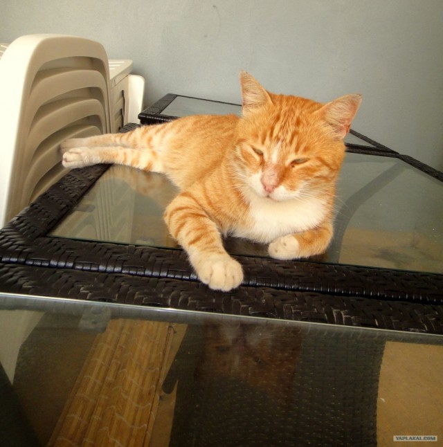 Последний Котовторник... октября :)