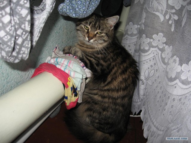 Котовторник 1.02.2011
