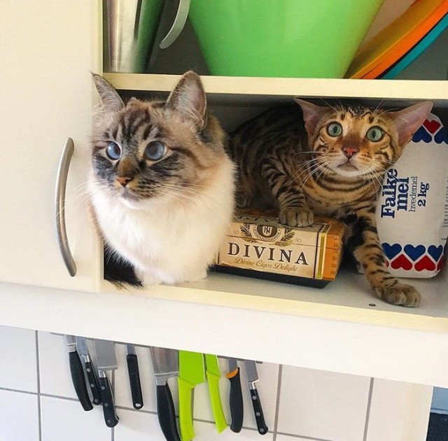 Прикольных котов пост