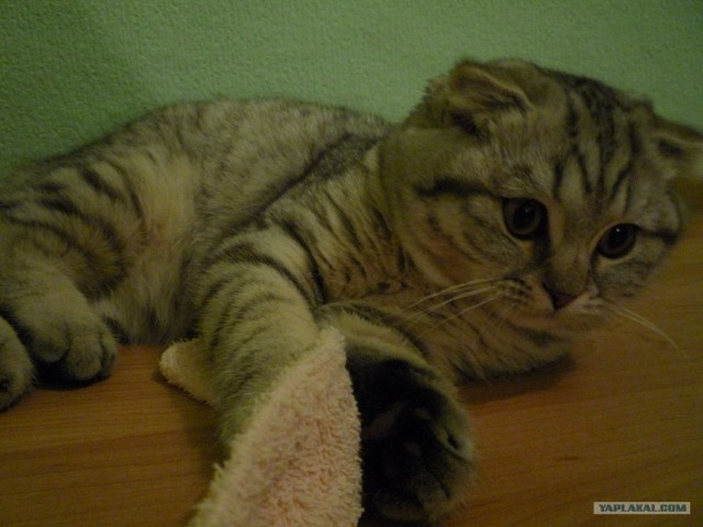 Котовторник с Кузей