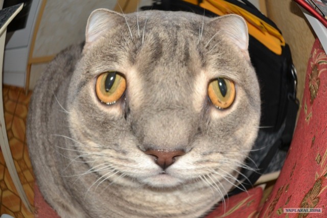 С котовторником !
