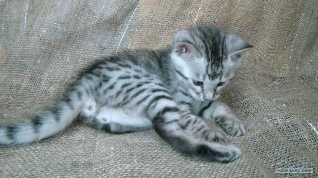 Котовторник 20.12.2011