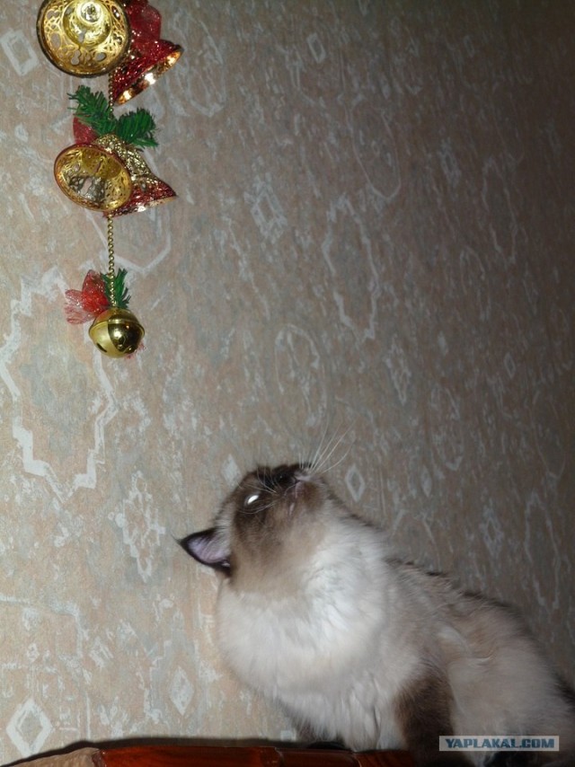 Первый КОТОВТОРНИК 2012