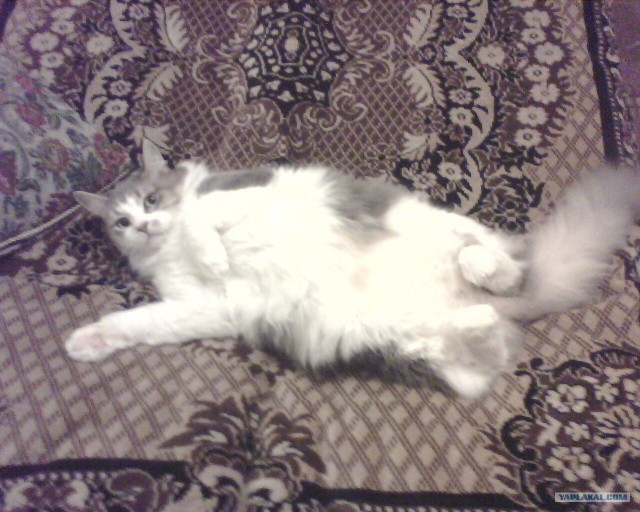 Котовторник (07.02.2012)