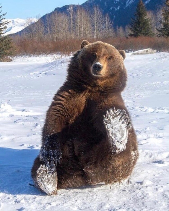 Живность из сети