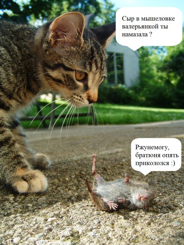 Пришла крышу у кота искать?