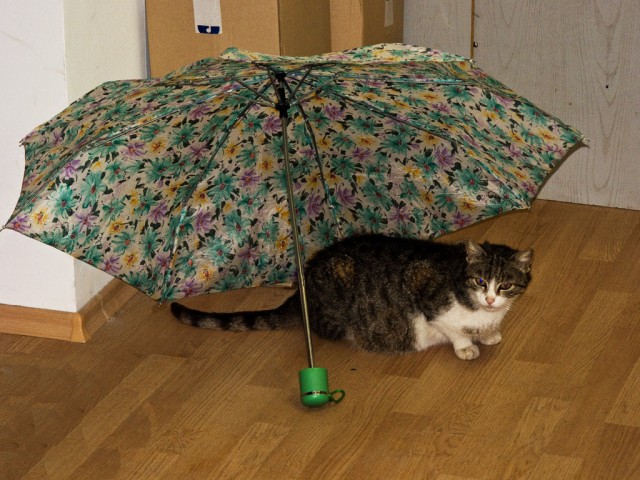 Котовторник  от 3.04.2012