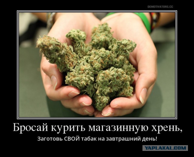 Свой табак. Первый опыт