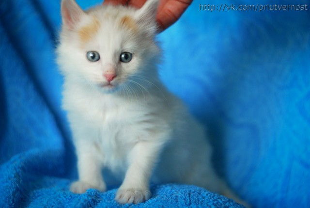 Котовторник 24.04.2012