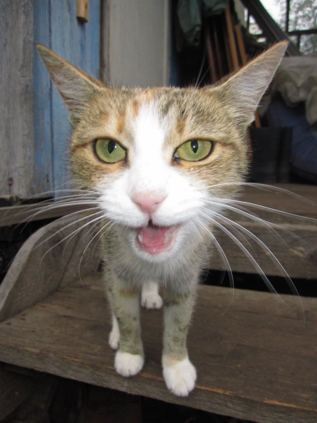 Котовторник (15.05.2012)