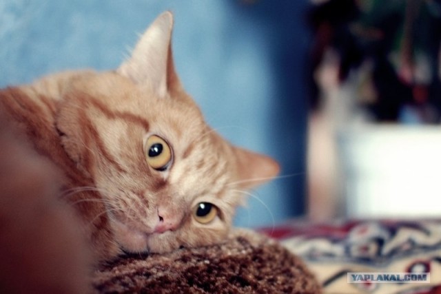 Котовторник  17.07.2012