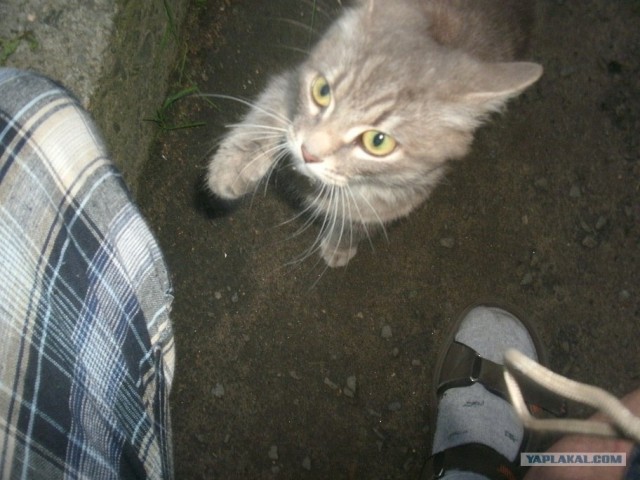 Котовторник 31.07.2012 г.