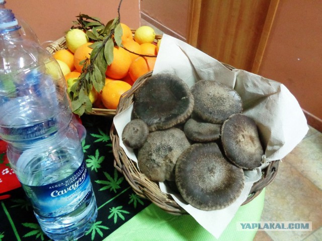 Конопля с грибами