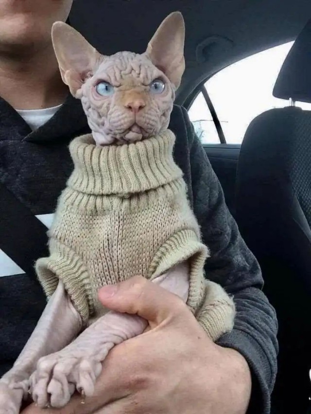 Забавные фото котеек