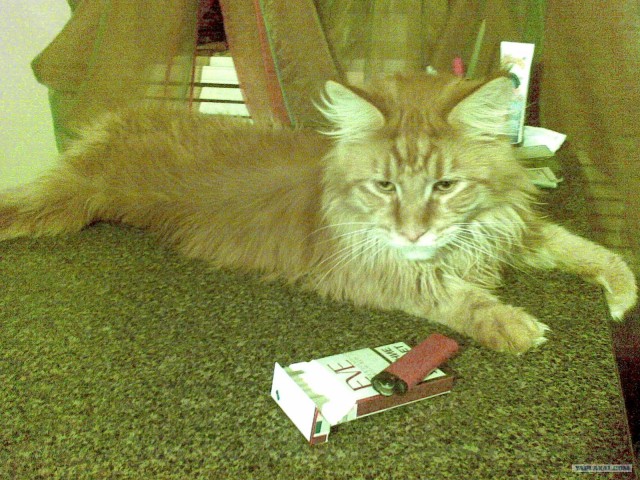 Котовторник 29.01.2013