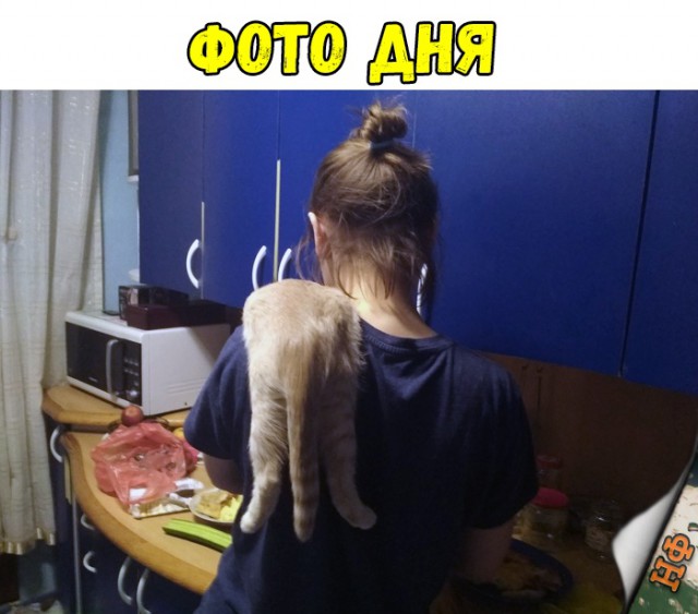 Забавные фото котеек