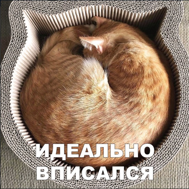 Забавные фото котеек