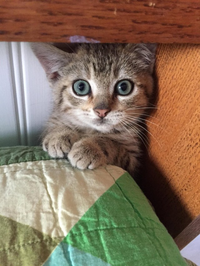 Котовторник!