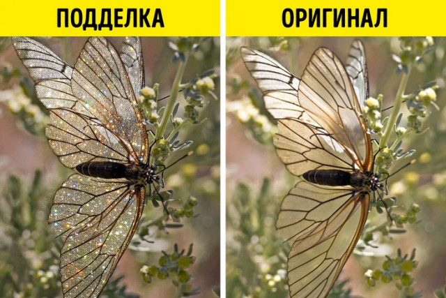Несколько эффектных фотографий, в которые многие поверили,  а они оказались подделкой
