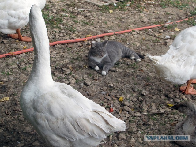 Начнем котоФторник?