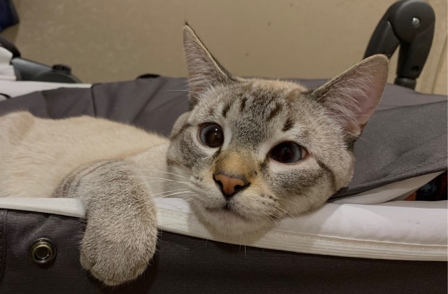 Котейка. Позитива пост. Эволюция?