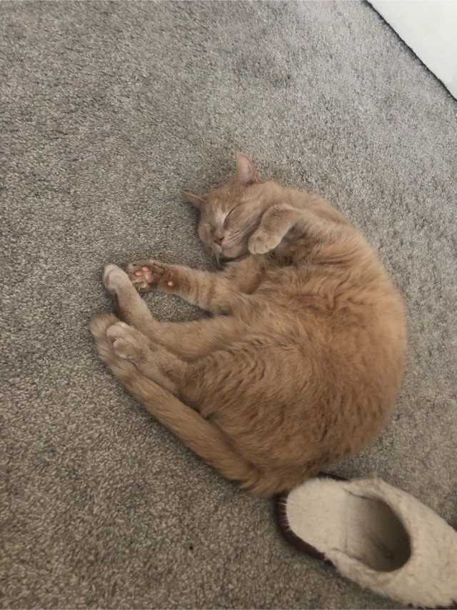 Коты, которые нас порадовали!