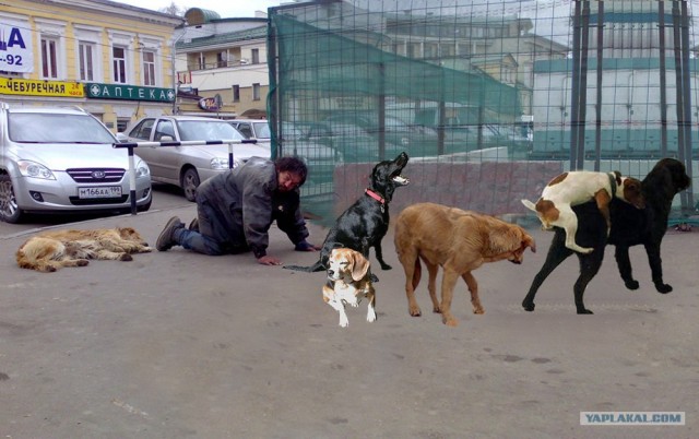 Лучший друг человека.... или наоборот!?