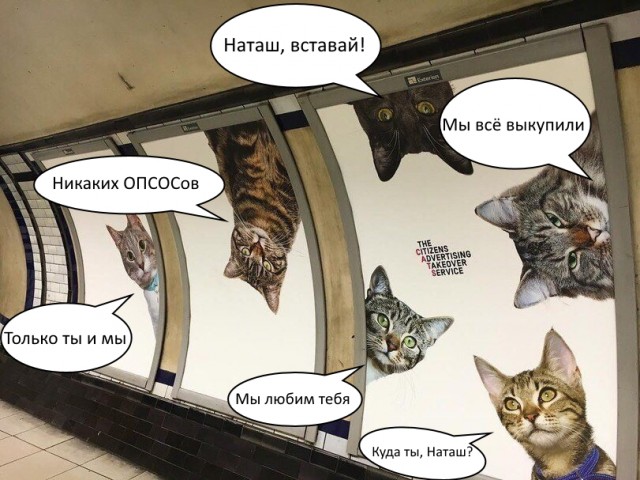 Британцы выкупили рекламу в метро: теперь подземку украшают одни кошки