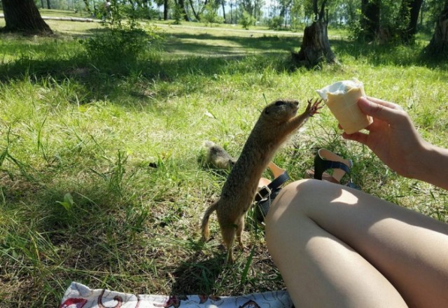 Эти забавные животные
