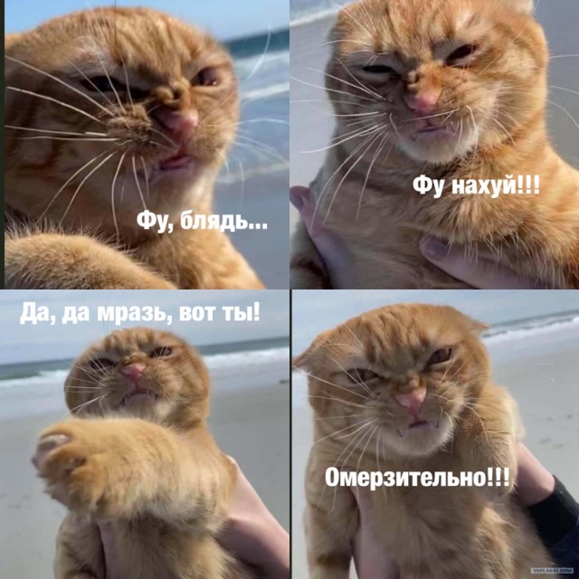 Кот с самым недовольным лицом