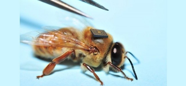 Пчёлы для души