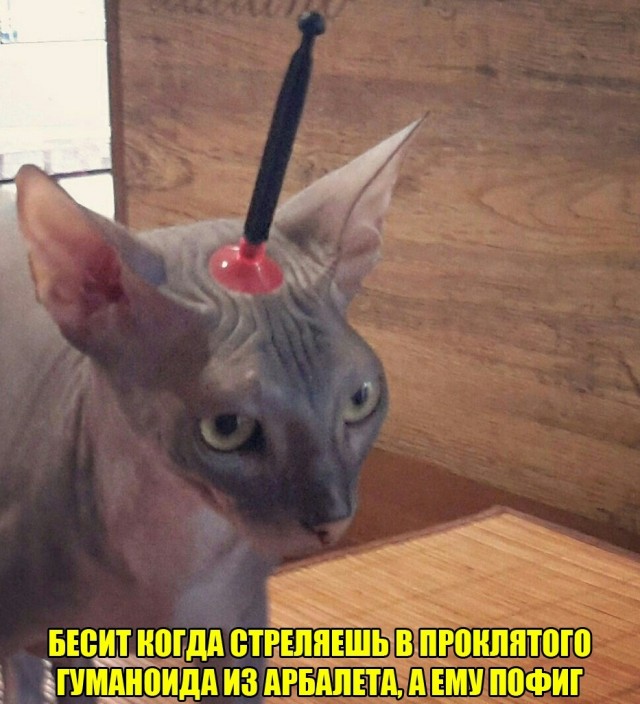 Пикчеслив 16.01.21
