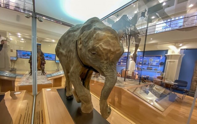 Оказывается у мамонтов было всего 4 зуба и выглядят эти зубы как произведение искусства