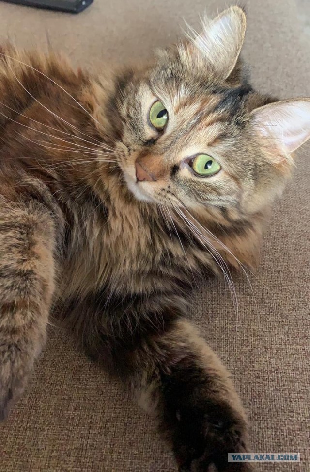 Даешь котовторник!
