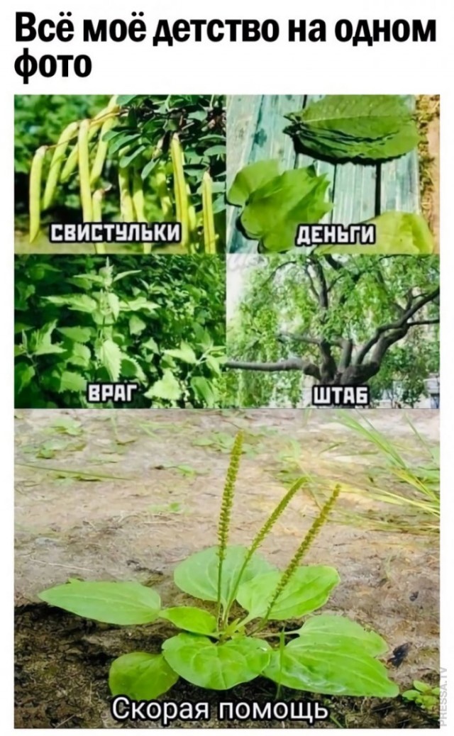 Картинки и мемы для настроения