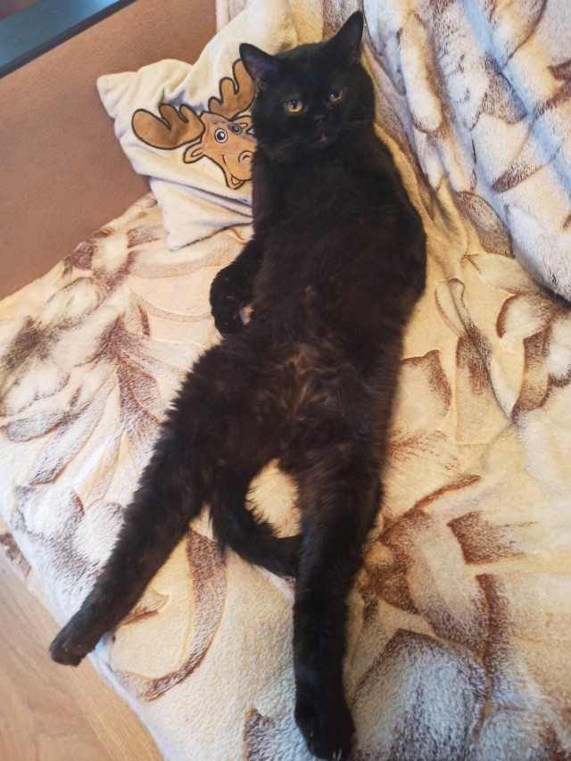 Котовторник же очередной