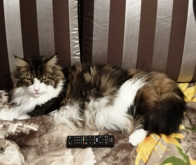 А котовторник уже начался?