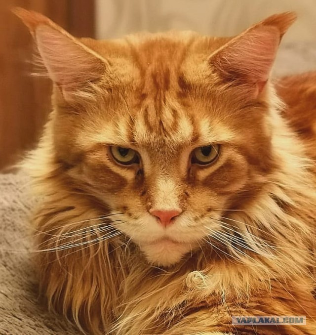 Котовторник. Поговорим о кличках, друзья
