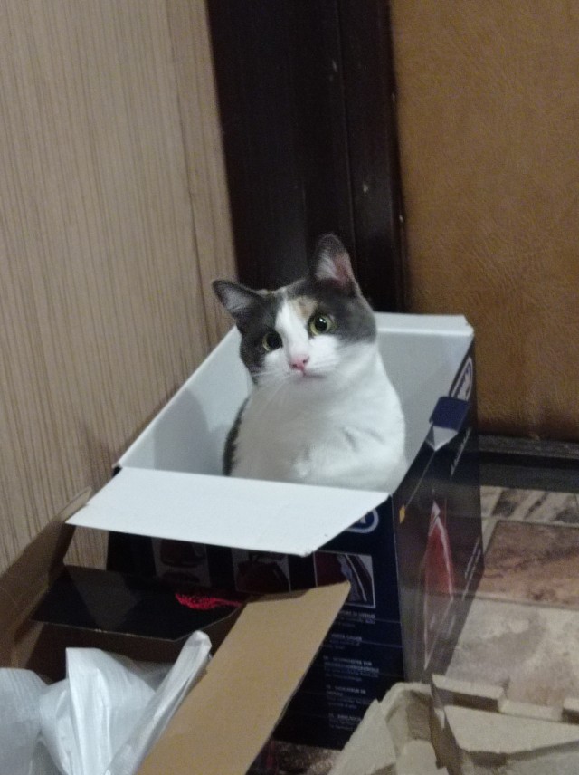 Новая хозяйка (к котовторнику)