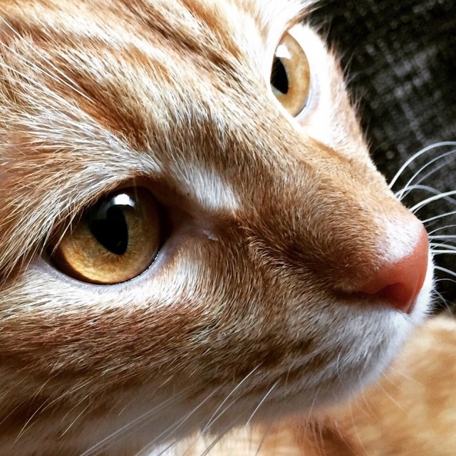 Котовторнику быть