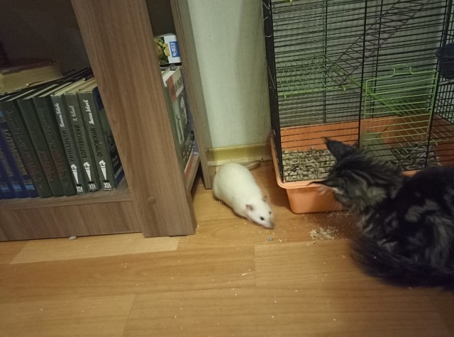 Кошка